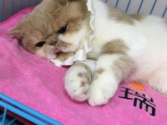 -瑞鹏宠物医院·宠保定点·心脏科·内科(御桥分院)