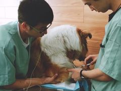 -爱侣宠医·鹦鹉专科·小型哺乳类·异宠专科(灵石路店)