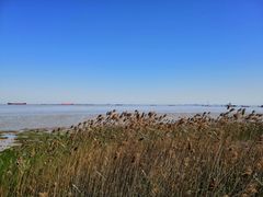 -吴淞炮台湾湿地森林公园烧烤区