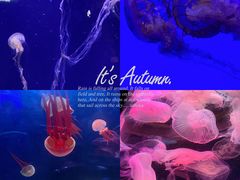 -青岛海底世界-水族馆