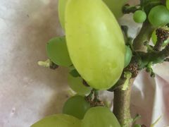 -马陆小张葡萄园农家乐