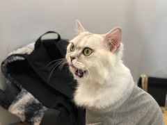 -Heymao猫咖.咖啡厅(东门店)