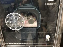 -申普宠物医院·心脏介入·心血管微创(总院)