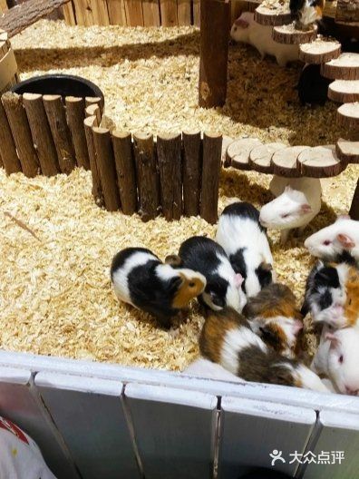 喜欢萌萌小动物的就来这家萌宠动物园