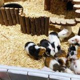 喜欢萌萌小动物的就来这家萌宠动物园