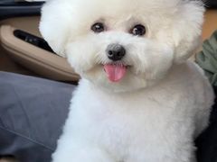 -萌宠之家·腊肠犬·马尔泰·小体犬舍