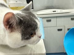 -博特宠物医院24h犬猫全科.骨科·异宠