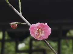 -八大山人梅湖景区