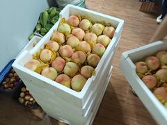 -南汇新场正宗水蜜桃采摘