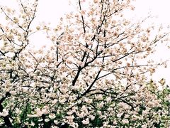 iphone_upload_pic-西安青龙寺遗址景区