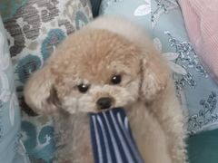 -爱侣宠医·鹦鹉专科·小型哺乳类·异宠专科(灵石路店)