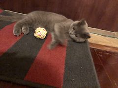 -北京观赏动物医院·24小时大型综合·猫专科·异宠专科