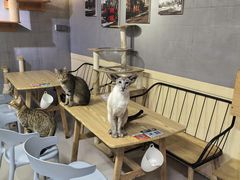 -豆逗聊愈猫阁Easy Life
