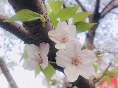 -高东镇樱花园