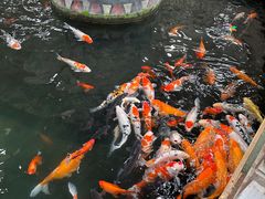 -南宫五洲植物乐园