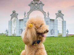 -超宠爱宠物摄影-Super pet