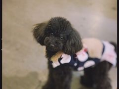 -百好乐宠物友好餐厅(朝外大街店)