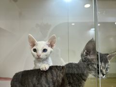 -青奢宠物·青奢猫舍