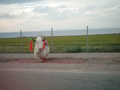 -青海湖国家重点风景名胜区