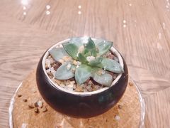 -Peet's 皮爷咖啡(陆家嘴中心店)