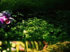 -上海辰山植物园