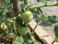 -柞水乾佑红门家菜