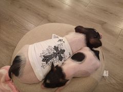 -浣熊柯尔鸭土拨鼠·电玩咖
