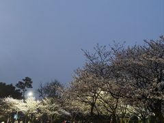 -武汉大学-樱园