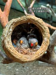 -Zoolung Zoolung动物主题公园(海信广场店)