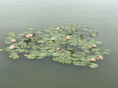 -映月湖中央公园