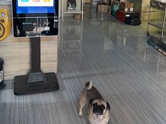-纳吉亚猫专科动物医院(康都外科中心)