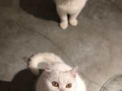 -more than meow吴止猫主题餐厅(承德 中船汇店)