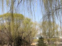 -大兴滨河森林公园