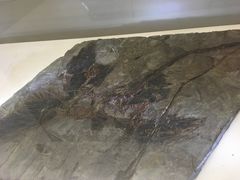 -辽宁古生物博物馆