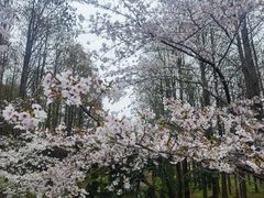 -上海共青森林公园