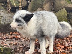 -宫城藏王狐狸村