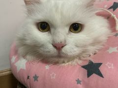 -美联众合动物医院·24h转诊中心