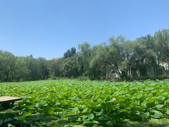 -青城公园