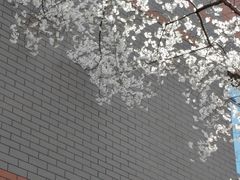 -金陵中学(河西分校)