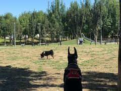 -爪吧宠物乐园 (温榆河示范区店)