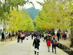 -南雄冯屋银杏山庄