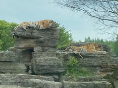 -上海野生动物园