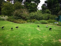 -墨尔本皇家植物园