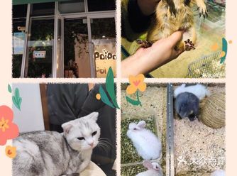 可以带娃PoiPoi啵咿萌宠馆打卡啦
