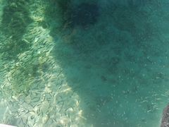 -东姑阿都拉曼海洋公园