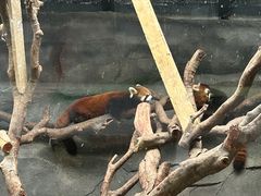 -武汉动物园