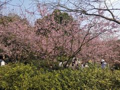 -南山植物园