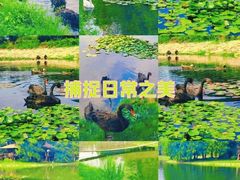 -上海辰山植物园