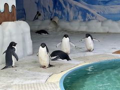 -海合安武汉极地海洋公园