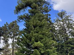-墨尔本皇家植物园